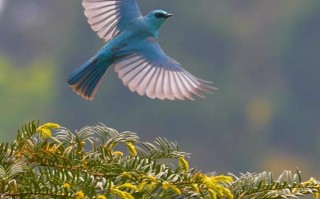 蓝鸟生物盘中异动 股价大跌5.67%报0.491美元