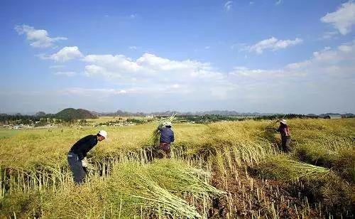 菜油价值的波动因素有哪些？这些因素如何影响市场趋势？-第1张图片-领航者区块链资讯站